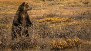 Denali Grizzly, Copyright Rick Wilhoit